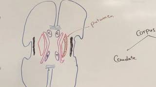 Basal nuclei Neuroanatomy 23 [upl. by Neron840]