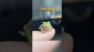 Crawling pet tree frogclimbing pets pet lovely [upl. by Talyah]