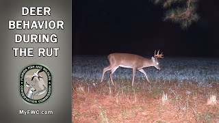 Deer Behavior during the Rut [upl. by Kcirderfla]