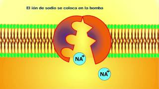 Cómo funciona La bomba de sodio y potasio  quotEl transporte activoquot [upl. by Nohj]
