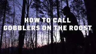 Turkey Calling Tips Lesson 3 How to Call to Gobblers on the Roost [upl. by Rennold]