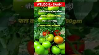 Weldon Seeds Pvt Ltd Variety Tomato F1 Saahi [upl. by Atteuqahc934]