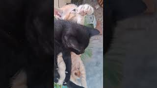 Meri tava ke bacche shortsfeed foryou catvlog vlog subscribe anirudh7 Anirudhshahicatlover [upl. by Soloman]