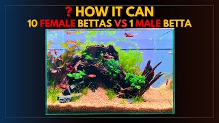 What Happens When 10 FEMALE BETTAS Live With 1 MALE BETTA [upl. by Gerry218]