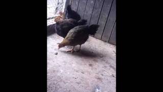 My Brown Leghorn Chickens [upl. by Odie]