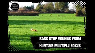 Sabs stop hounds from hunting multiple foxes [upl. by Wolenik]