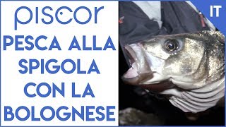 Pesca alla Spigola con la Bolognese dalla Scogliera [upl. by Eirrehc]