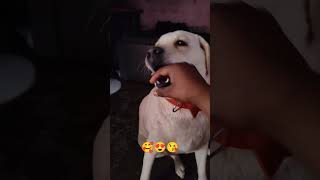 Baby ka masaj 😜🤪😝 doglover viralshort cute funny pets funnydog [upl. by Rehpotsirc]