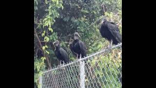 Gallinas negras con cuello arrugado [upl. by Aylatan]