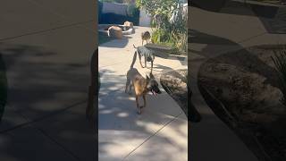 Rescue skittish Doberman enters the pack and starts healing doberman belgianmalinois doglover [upl. by Iives]