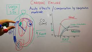 CVS 213  Acute effects of cardiac failure  sympathetic compensation of acute heart failure [upl. by Odravde426]