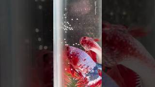 Betta fish releasing a bundle of eggs 🙀😍 shorts bettafish breeding [upl. by Ayatnahs]