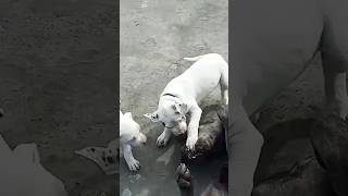 cane corso vs dogo argentino puppy 😱👺 dog pitlove dogbreed pitbullegatos dragonspitkennel [upl. by Odnamra376]