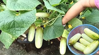 আসা থেকে বেশি ফলন হবেশসা চাষsasachas [upl. by Persse955]