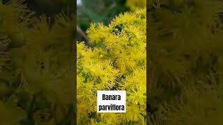 BANARA PARVIFLORA shorts shortvideo [upl. by Laiceps]