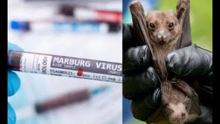 Rwanda Faces Urgent Marburg Virus Outbreak What You Need to Know [upl. by Adnamaa]