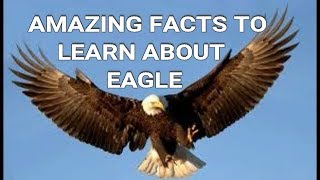 SIX LIFE LESSONS TO LEARN FROM EAGLE [upl. by Einobe]