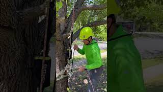 An efficient way to pull tension in rigging lines with a portawrap for rigging big branches [upl. by Idnarb]