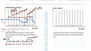 MAYOZDA EVRELERE GÃ–RE KROMOZOM SAYILARININ HESAPLANMASI [upl. by Engvall662]