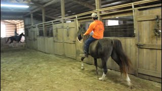 Hippe Trail Horse for sale at McNatt farms [upl. by Lienahs790]