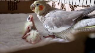 Feeding Baby Finches [upl. by Aleedis]