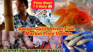 Recent Aquarium Fish Price Update  Galiff street Fish Market  Galiff Street new video January 2024 [upl. by Enutrof589]