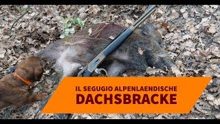 Il segugio AlpenlaEndische Dachsbracke [upl. by Yerffe]