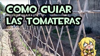 Como guiar las Tomateras  Entutorado con cañas [upl. by Esinyt]