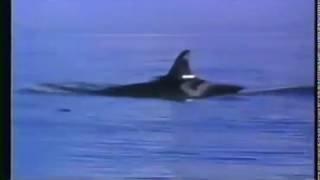 Free Willy 2 Trailer [upl. by Ahc]