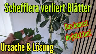 Schefflera verliert Blätter Ursache und Lösung für den Blattverlust der Strahlenaralie [upl. by Myrtie957]