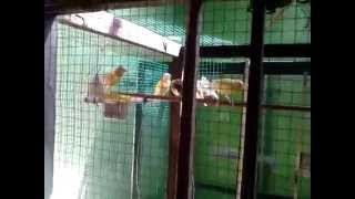 Indoor aviary for canaries [upl. by Naened]