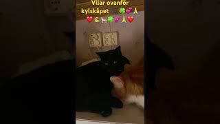 Vilar ovanför kylskåpet 🐈‍⬛🍀💕🙏❤️ och 🐈❤️🙏💕🍀 [upl. by Veda]