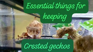 Essential things for keeping crested geckos [upl. by Erickson]