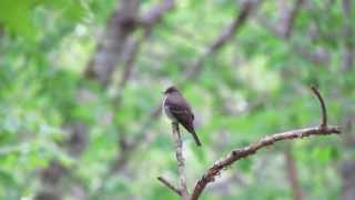 Song of the eastern woodpewee [upl. by Esiouqrut633]