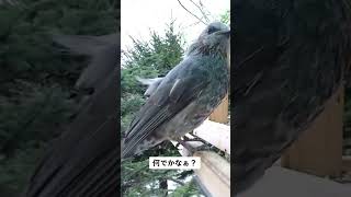 寝癖がついてるヒヨドリさんヒヨドリ寝癖北海道野鳥LIVEbirdwatchingbirdfeeder野鳥観察定点観測北海道hokkaido [upl. by Aramois]