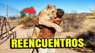 INCREIBLE  Reencuentros de ANIMALES SAVAJES con sus CUIDADORES el FINAL te hará LLORAR [upl. by Ahilam607]