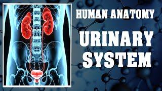 Urinary System  Human Anatomy [upl. by Chrotoem]