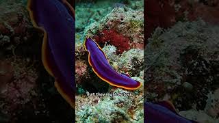 Beautiful Flatworm glides across ocean floor Diving Malaysia Underwater Flatworm Marinelife [upl. by Ruiz]