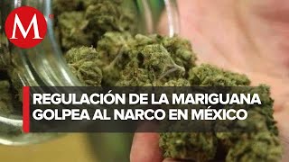 Tras la legalización cae 58 por ciento tráfico de mariguana mexicana a EU [upl. by Uohk]