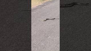 Russell viper snake released in to the nature save snake save nature shorts snake [upl. by Frayne345]