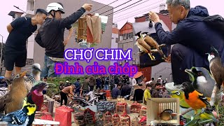 CẢNH NÁO NHIỆT CHỢ CHIM VÀ DÀN CHÀO MÀO CÙNG NHIỀU CHIM ĐẸP MÊ LUÔN [upl. by Ugo887]