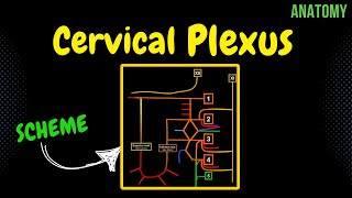 Cervical Plexus EASY Scheme  Anatomy [upl. by Slater258]