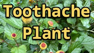 Unlocking the Wonders of the TOOTHACHE PLANT [upl. by Merola]