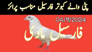 Patti wale kabutar for sale  Nadeem pigeon TV  WhatsApp 03006922452 [upl. by Ariamo]