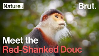 Meet the RedShanked Douc [upl. by Ryan]