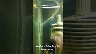 Baby Guppies in the Tank [upl. by Trbor]