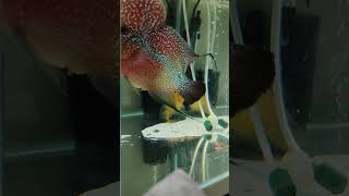 Flowerhorn 2 tone red and yellow flowerhorn cichlid chichlid fish aquarium aquariumfish [upl. by Coco]