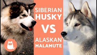 Husky Vs Alaska – Differences Between Siberian Husky and Alaskan Malamute [upl. by Akirrehs]