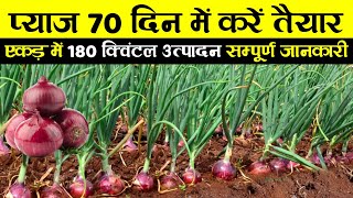 Pyaj ki kheti  प्याज की खेती संपूर्ण जानकारी  Pyaj ki kheti kaise karen  Onion farming in India [upl. by Sredna]