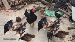 Techniques for raising freerange chickens in a paddock or backyard system [upl. by Anirbaz363]